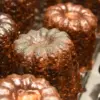 法式經典 香草可麗露 Vanilla Canelé