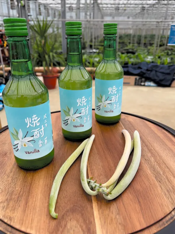 香草燒酒,shochu